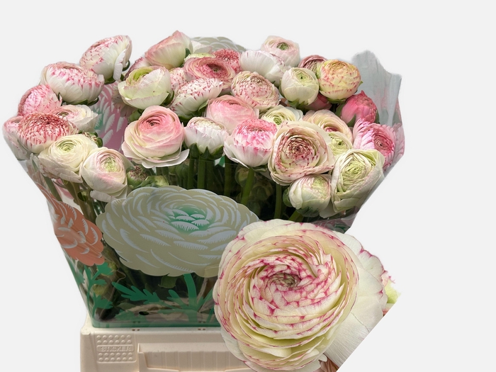 <h4>RAN AAZUR PI STRIPE</h4>