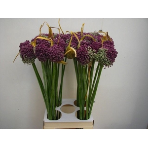 ALLIUM GROOTBLOEMIG