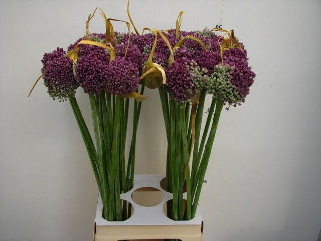 ALLIUM GROOTBLOEMIG