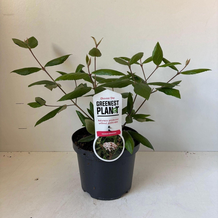 <h4>Viburnum burkwoodii</h4>