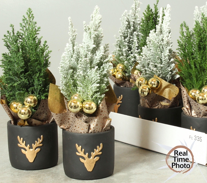 <h4>CHAM L ELLWOODII</h4>