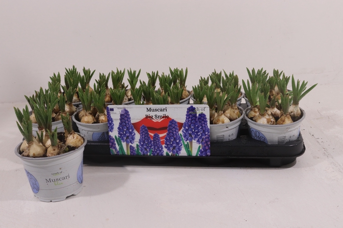 <h4>MUSCAR BIG SMILE</h4>