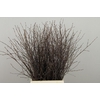 BETULA BS NATURAL FST