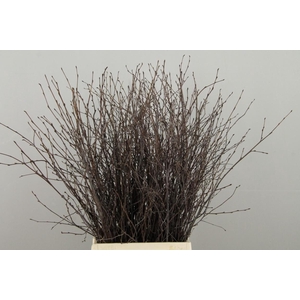 Betula Bs  Natural FST