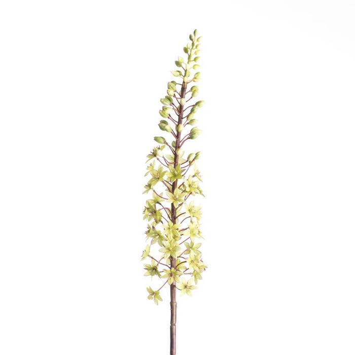 <h4>AF Eucomis Spray L87cm Green</h4>