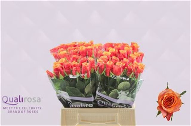 <h4>R GR ESPANA@</h4>