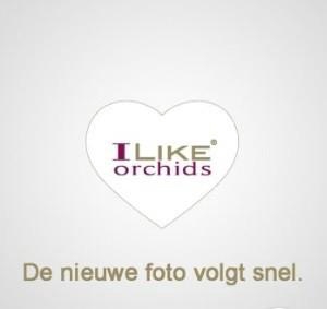 <h4>Duetto Lusaka 4-tak</h4>