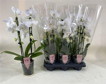 <h4>Phal El Cascade White 2 Branches 14+</h4>