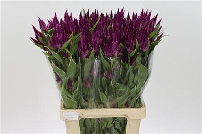 <h4>Cel A Celway Purple</h4>