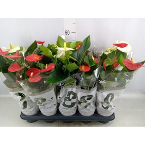 Anthurium   ...mix 4