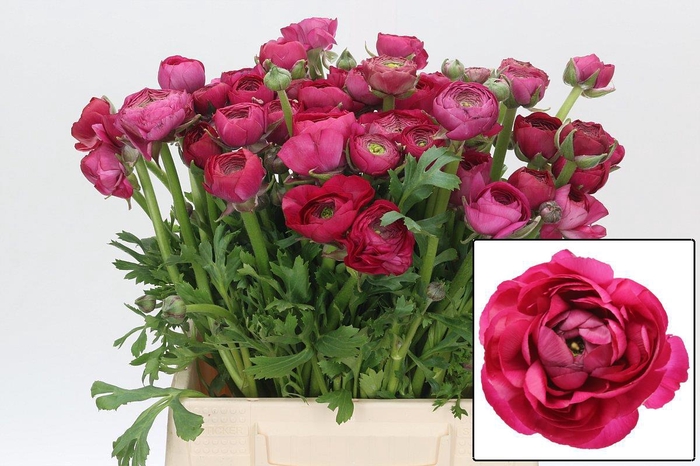 <h4>RAN EL HOT PINK</h4>