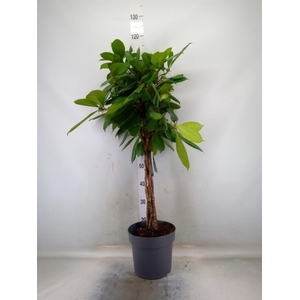 Ficus cyathistipula