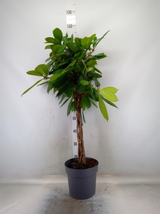 <h4>Ficus cyathistipula</h4>