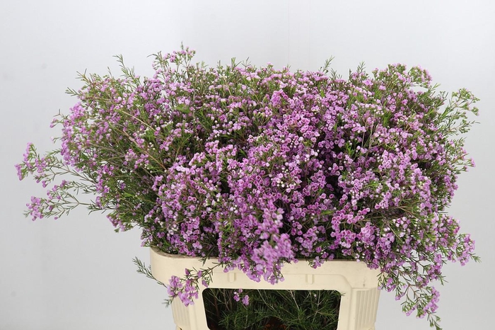 Chamelaucium Pirouette