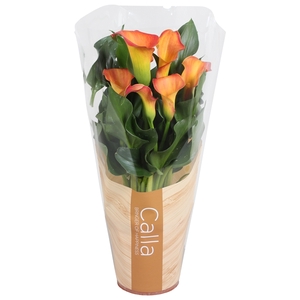 Zantedeschia Morning Sun Calla oranje in bedrukte hoes