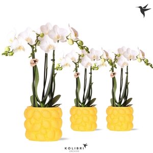 Kolibri Orchids Phalaenopsis white 3 spike in Citrus pot yellow