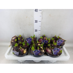 Hyacinthus orie. 'Multifl' ..