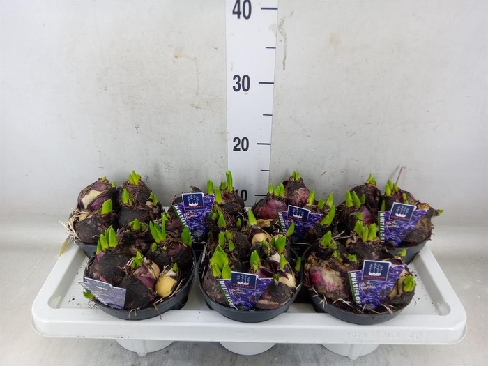 <h4>Hyacinthus orie. 'Multifl' ..</h4>