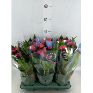 Anthurium andr. 'Pure Purple'