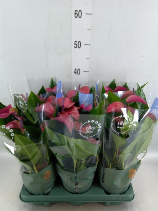 <h4>Anthurium andr. 'Pure Purple'</h4>