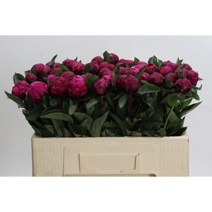 Paeonia Red Sarah