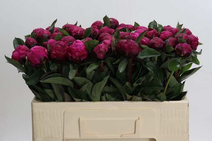 <h4>Paeonia Red Sarah</h4>