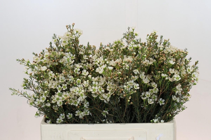 <h4>Chamelaucium Sirius</h4>