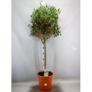 Olea europaea