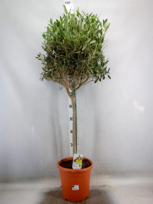 <h4>Olea europaea</h4>