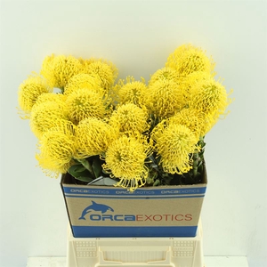 Leucospermum High Gold