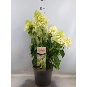 Hydrangea pan.