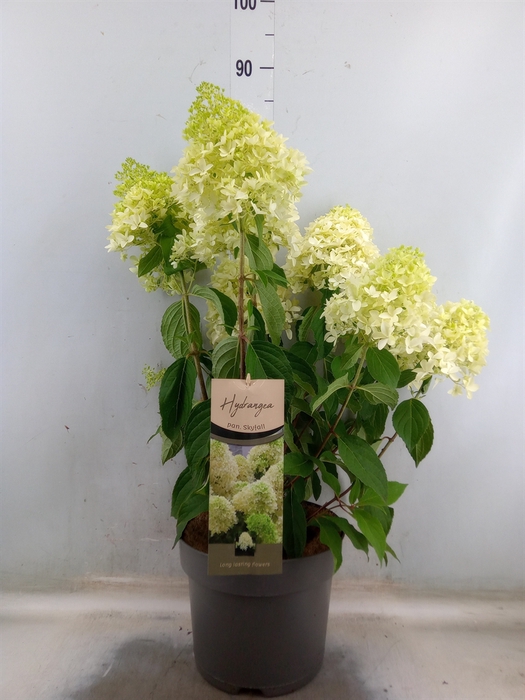 <h4>Hydrangea pan.</h4>