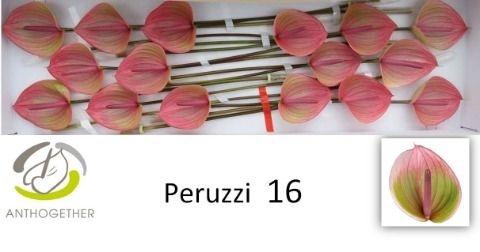 <h4>Anth A Peruzzi</h4>