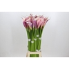 Zantedeschia Eydolls Purple White