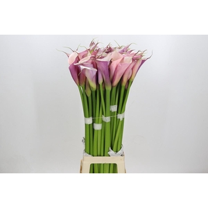 Zantedeschia Eydolls Purple White