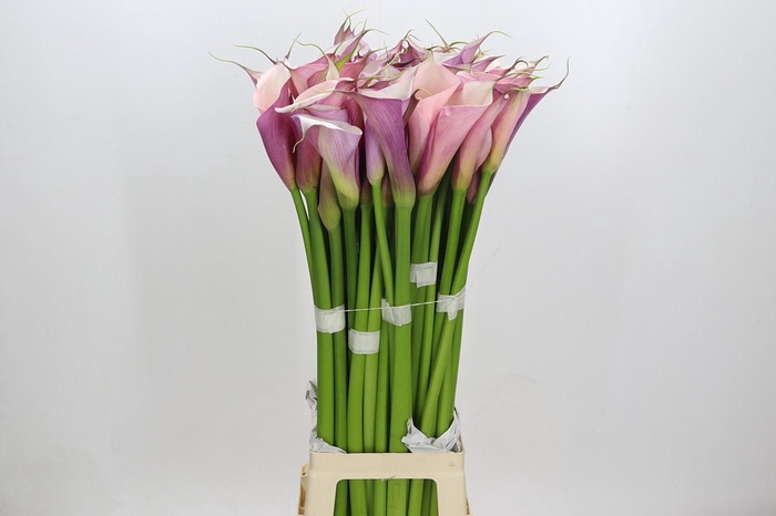 <h4>Zantedeschia Eydolls Purple White</h4>