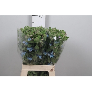 Oxy Co Tan Pure Blu