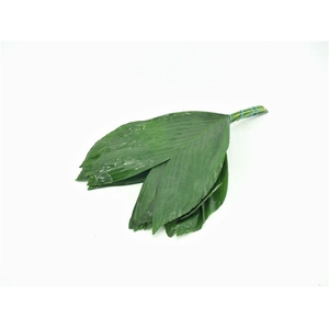 Cocos Cultivated 40cm