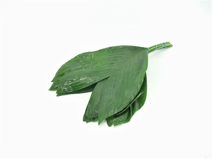 <h4>Cocos Cultivated 40cm</h4>