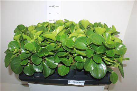 <h4>Pep Obt Green Gold</h4>