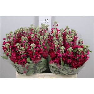 Matth Centum Red