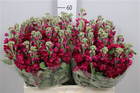 <h4>Matth Centum Red</h4>