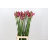 Nerine Katjana