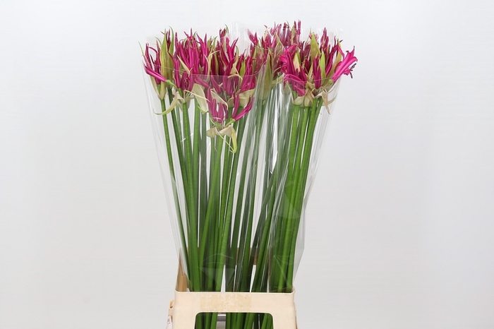 <h4>Nerine Katjana</h4>