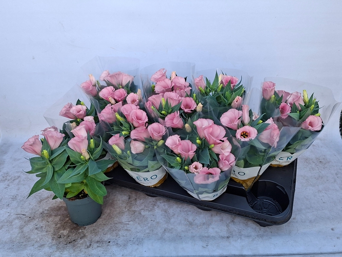 <h4>EUST BOLERO PINK</h4>