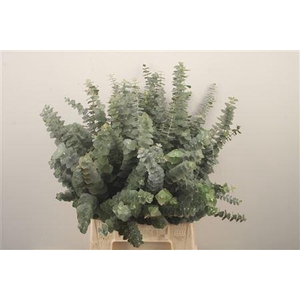 Euc Baby Blue Per Bunch Za Short 150 Gram