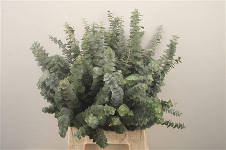 Euc Baby Blue Per Bunch Za Short 150 Gram