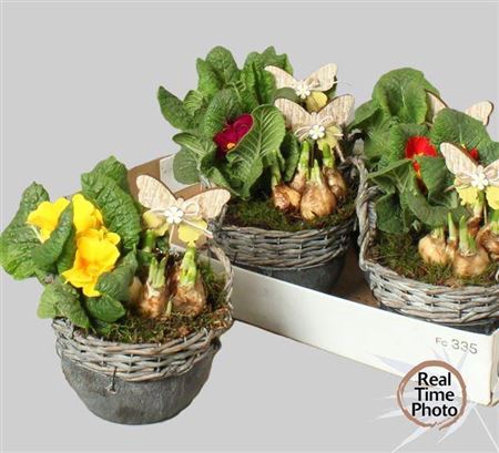 <h4>Arr Tuinplanten</h4>