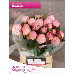 Paeonia Gardenia | Heavy Quality