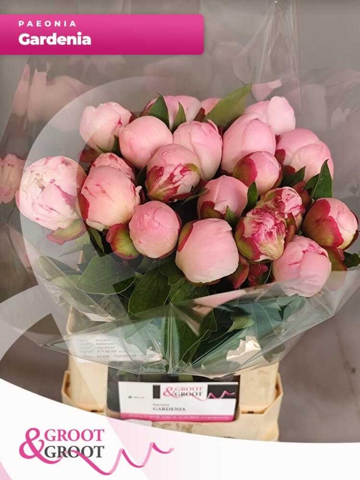 <h4>Paeonia Gardenia</h4>